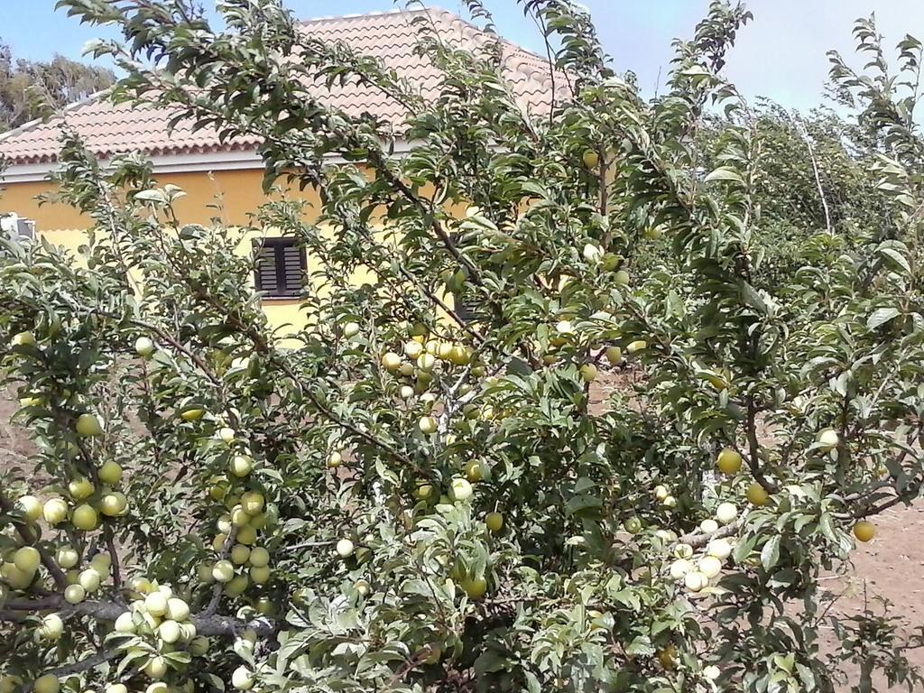 Casa Fatima Valle Gran Rey Rum bild